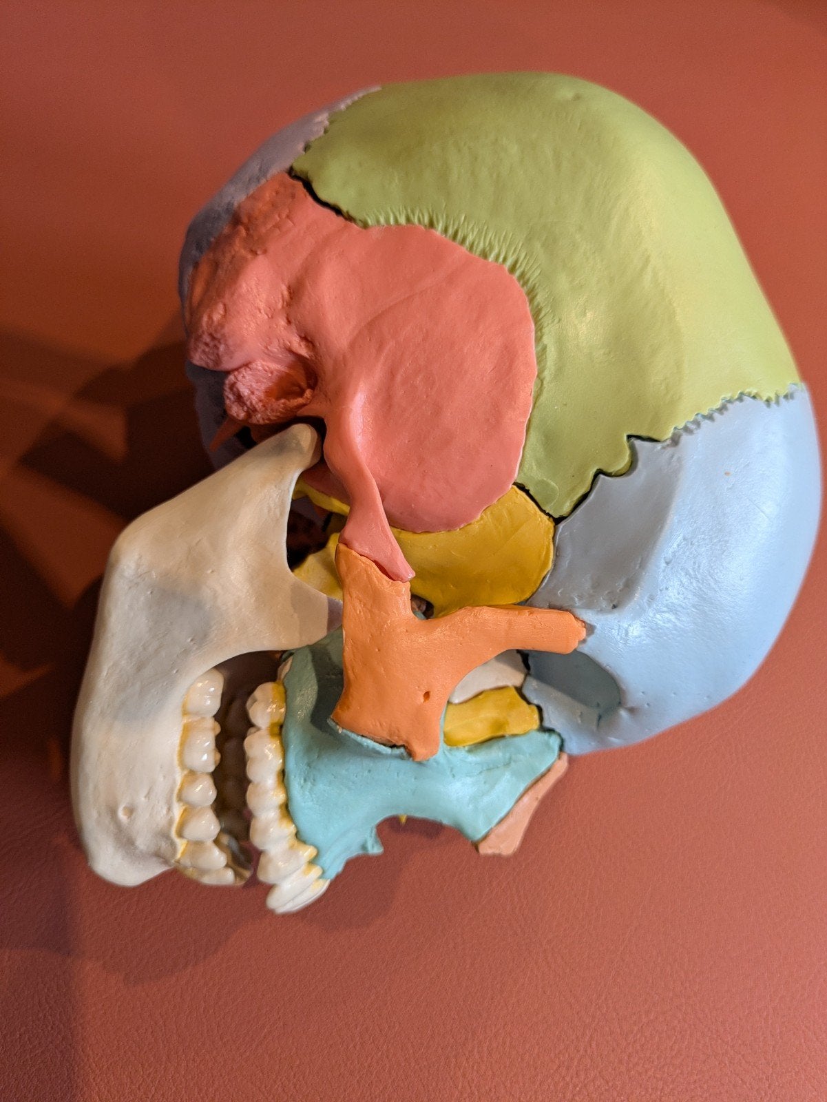 Didactische Anatomie Schedel - 22 Delig - Nieuw, Ophalen of Verzenden, Beta, Nieuw, WO