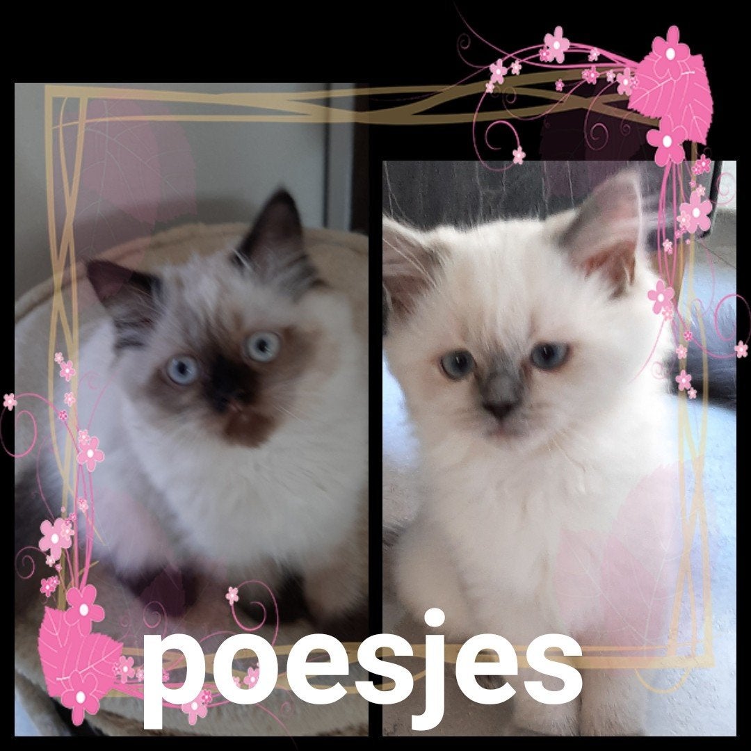 Perzische Britse langhaar kittens, Dieren en Toebehoren, Katten en Kittens | Raskatten | Langhaar, Meerdere dieren, Gechipt, 0 tot 2 jaar