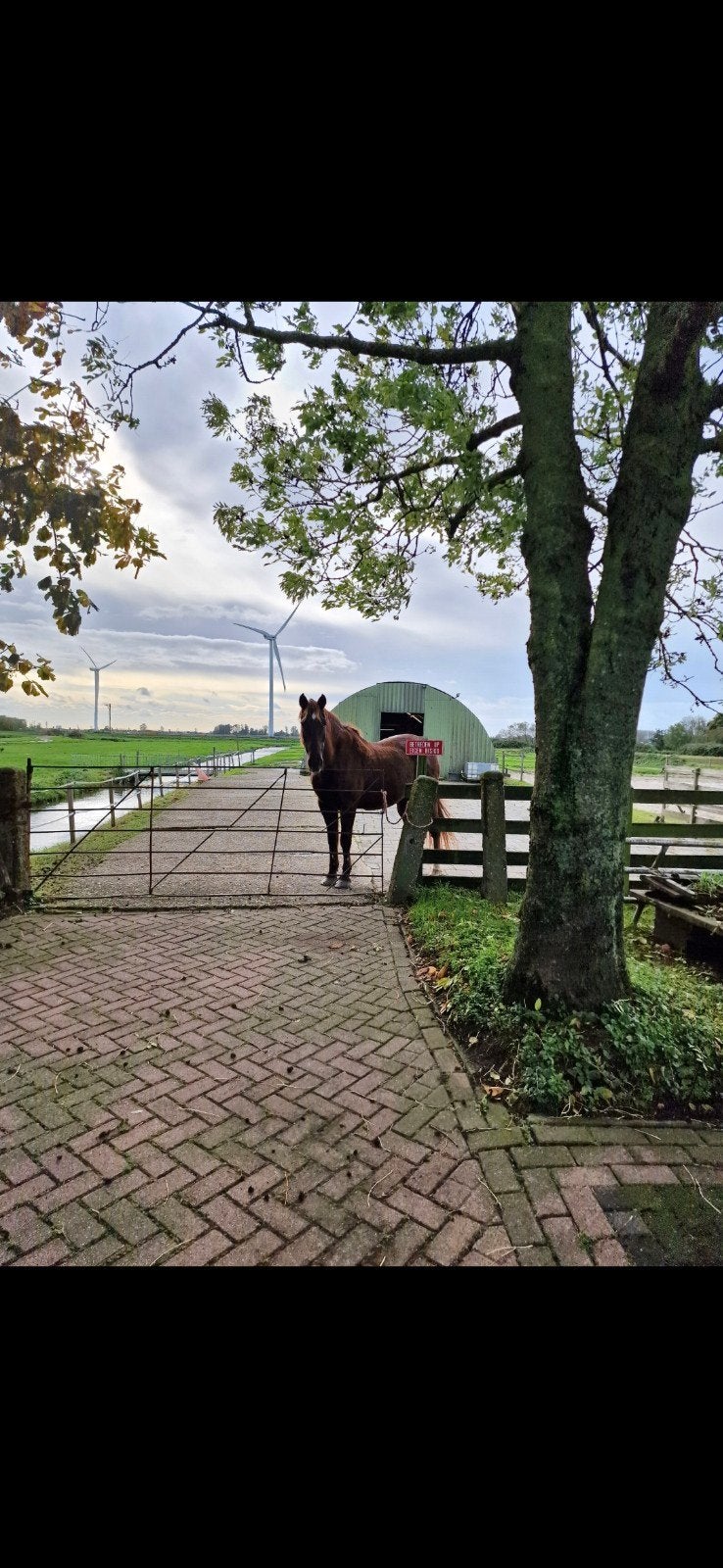 Stalling en weidegang voor shet / shetjes, Dieren en Toebehoren, Stalling en Weidegang, Weidegang