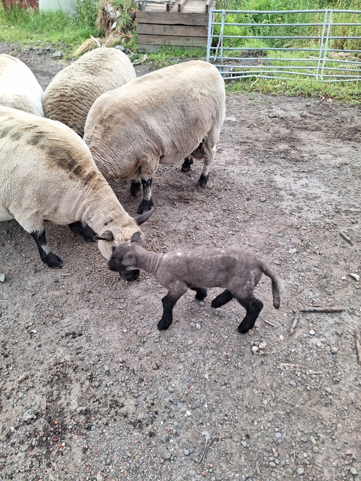 Schropshire schapen 4 ooien met 2 lammeren en ren ram, Meerdere dieren, Schaap