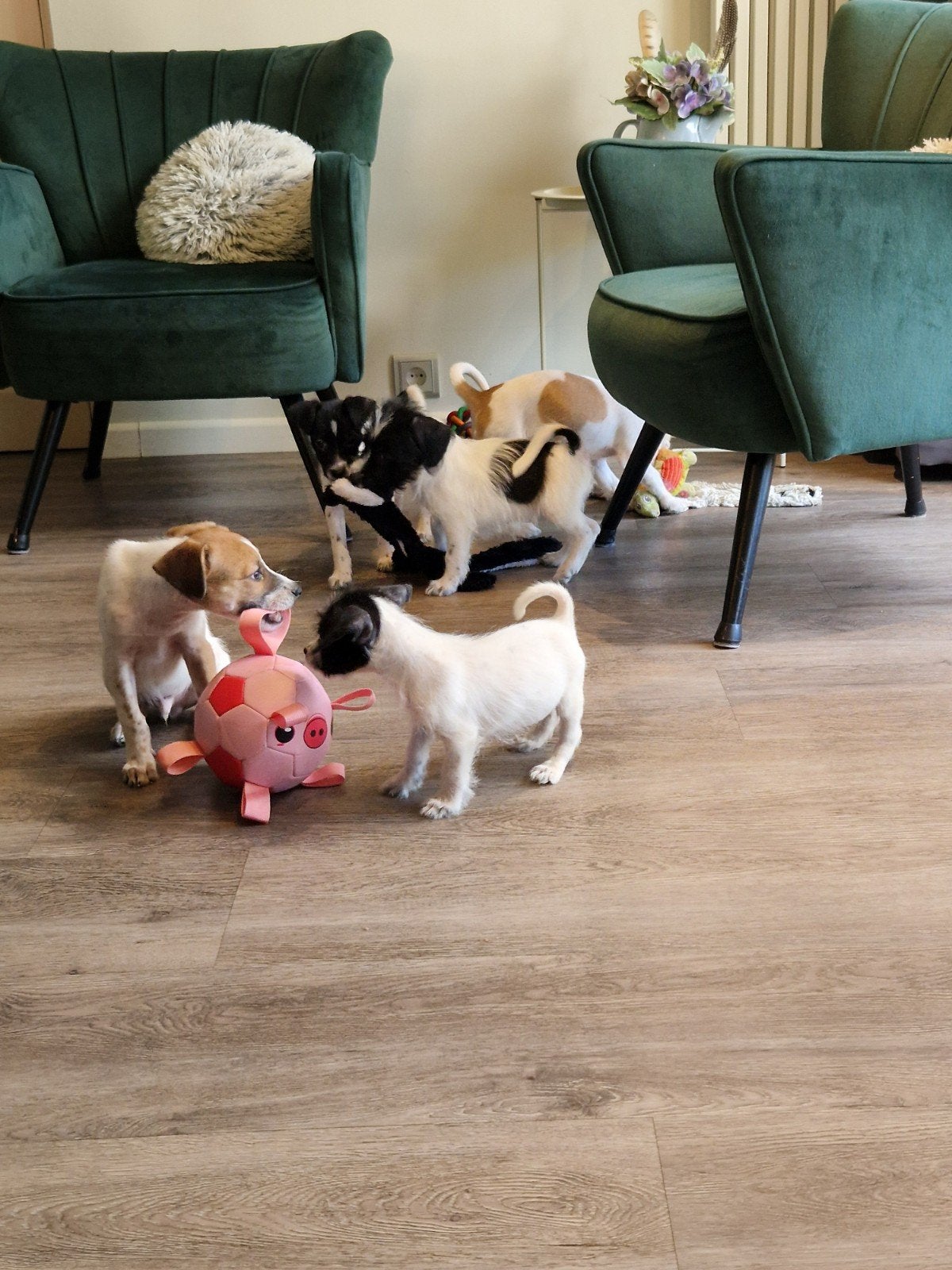 boerenfox kruising pups, 8 tot 15 weken, Meerdere, Meerdere dieren, Klein