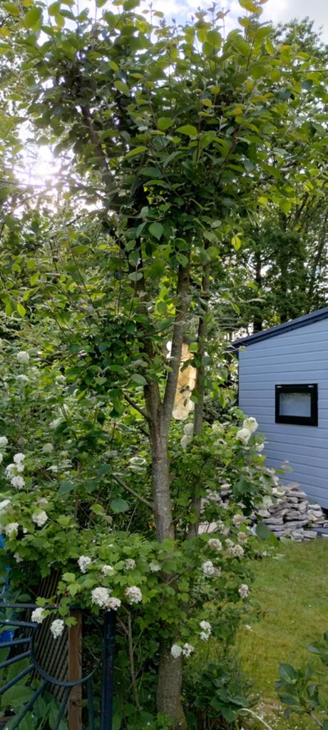 Boswilg Salix caprea. Gratis!, Ophalen, Volle zon, Overige soorten