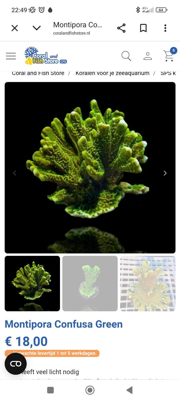 Montipora confusa green, Ophalen, Nieuw, Plant(en), Steen of Hout