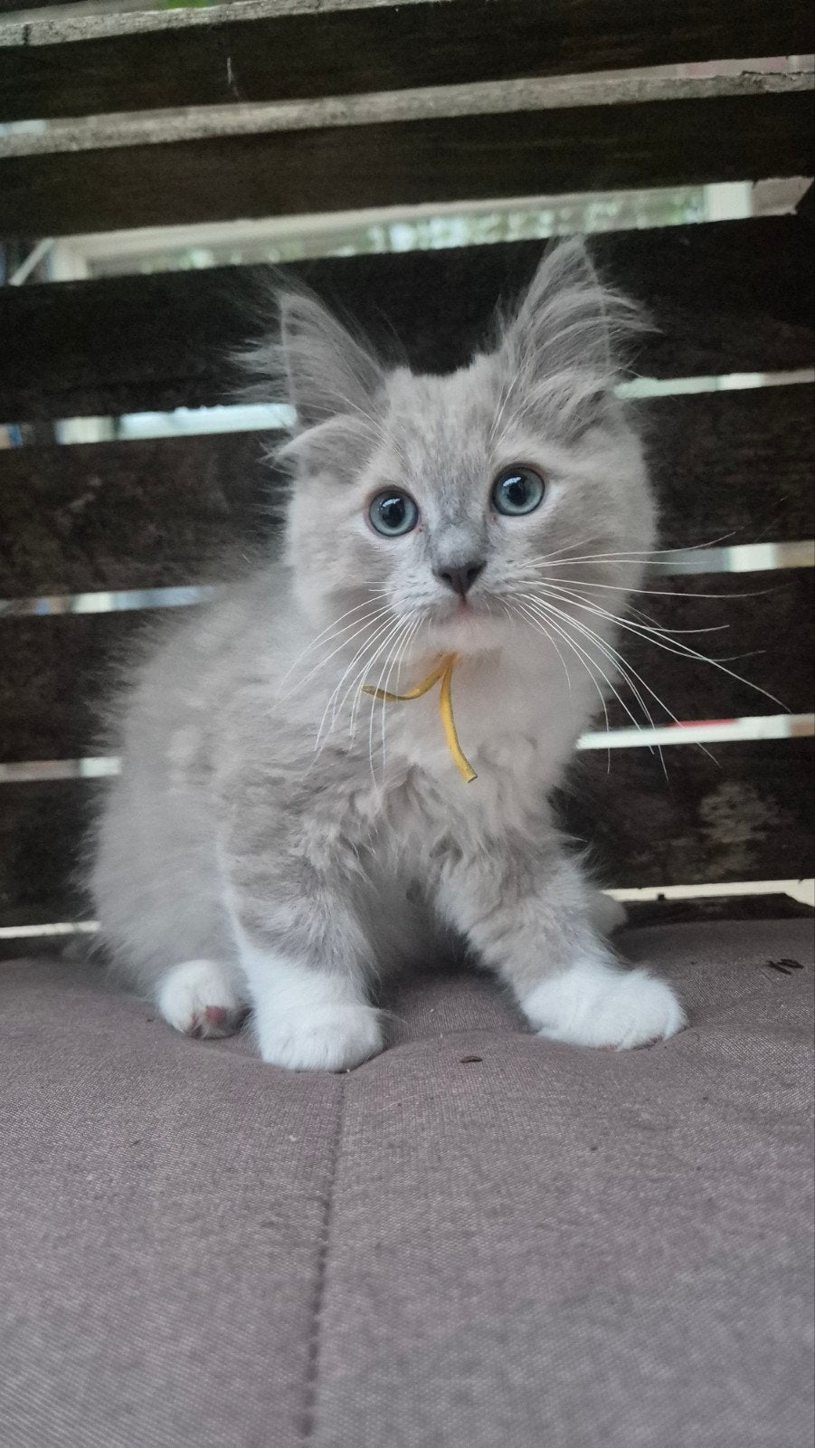 Ragdoll kittens, Dieren en Toebehoren, Katten en Kittens | Raskatten | Langhaar, Meerdere dieren