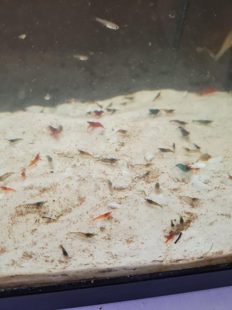 Kleine gemixte garnalen en baby guppen te koop, Dieren en Toebehoren, Vis