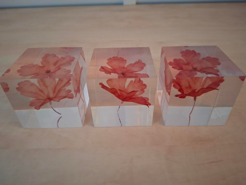 3 Roosjes in Kunststof Kubus - Nieuw! 7x7x7 cm, Huis en Inrichting, Ophalen of Verzenden, Nieuw