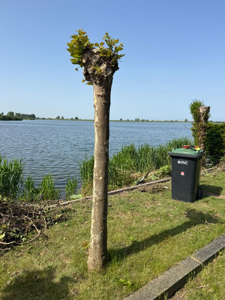 Gratis Grote Platanen, Ophalen, Volle zon, Bolboom, 250 tot 400 cm