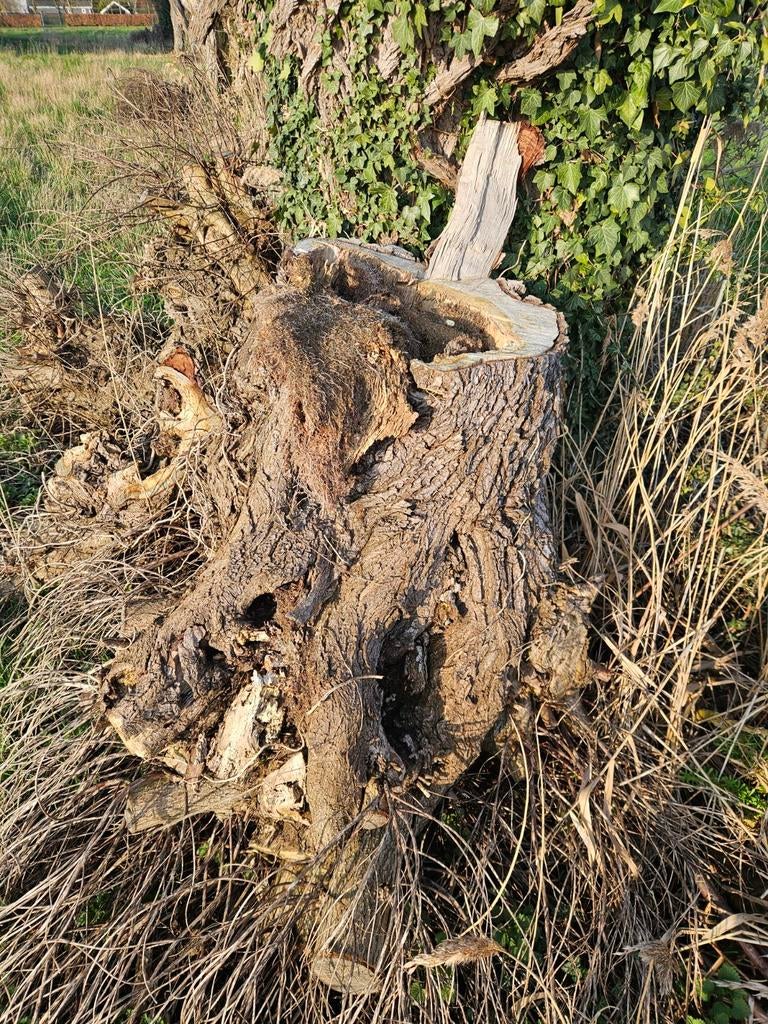 Haardhout zelf zagen en geheel afvoeren, 6 m³ of meer, Ophalen, Overige houtsoorten, Stammen