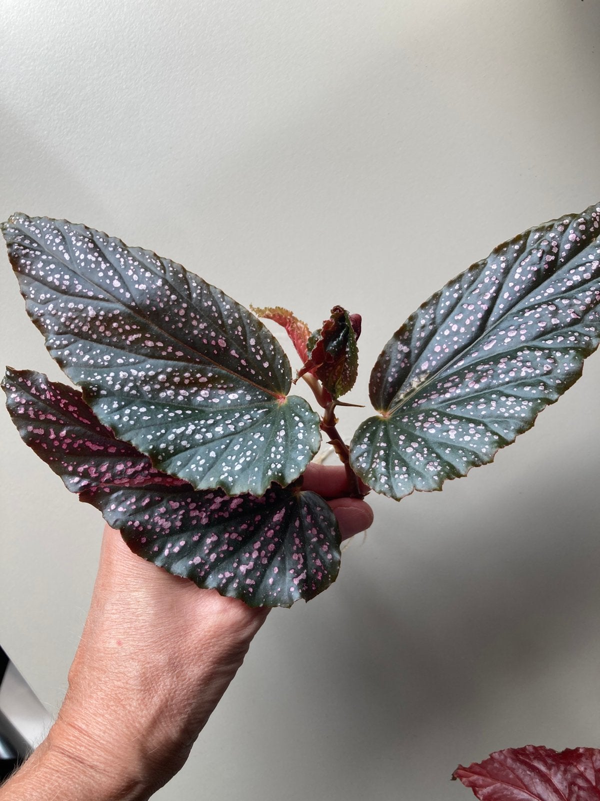 Gewortelde stek begonia benigo, Ophalen of Verzenden, Halfschaduw, Minder dan 100 cm