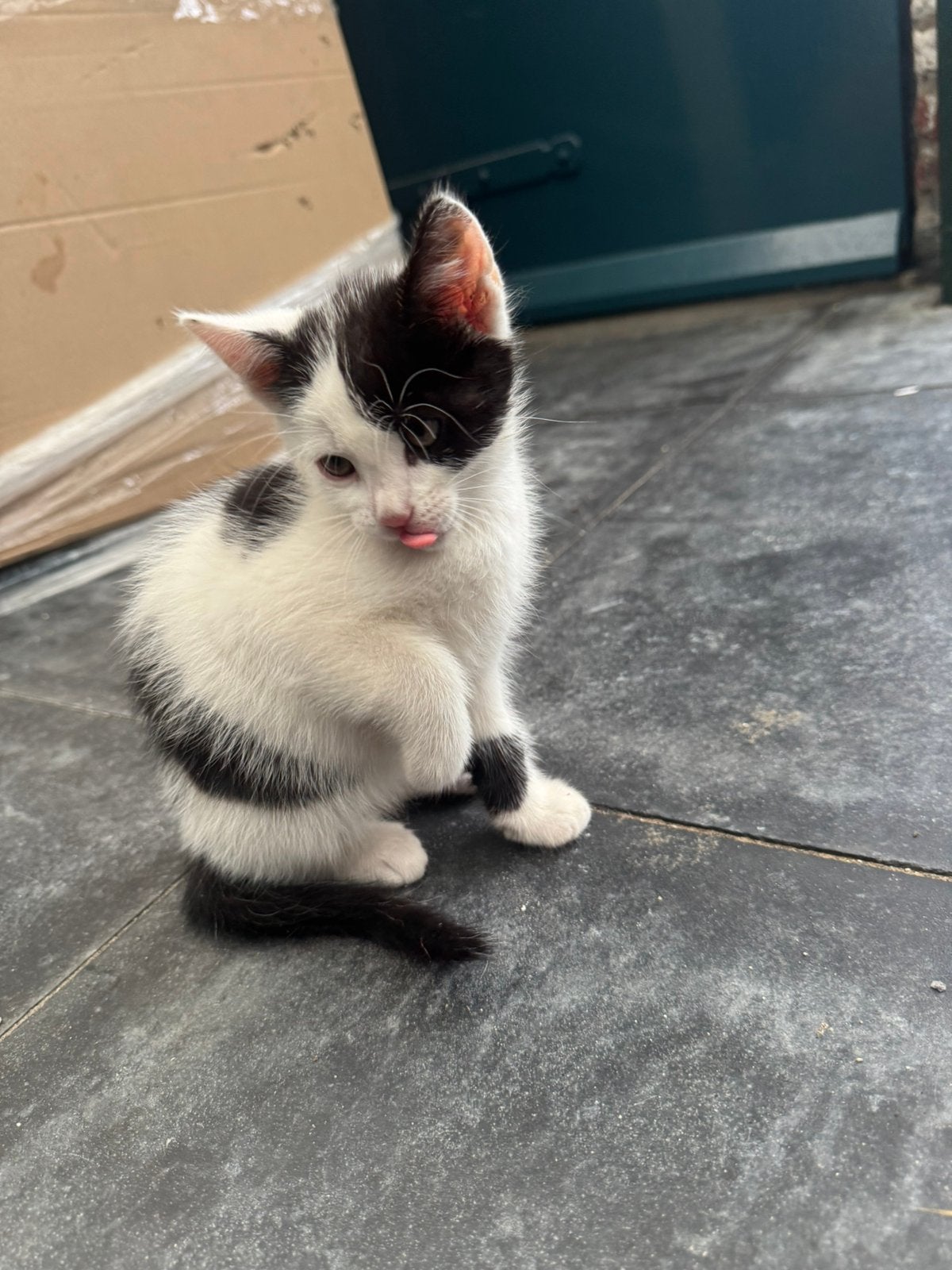 Kittens mogen weg