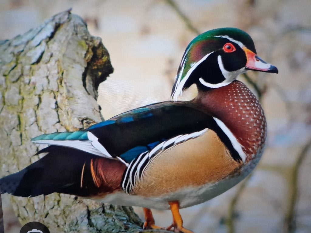 carolinaeend/ siereenden, Meerdere dieren, Kip