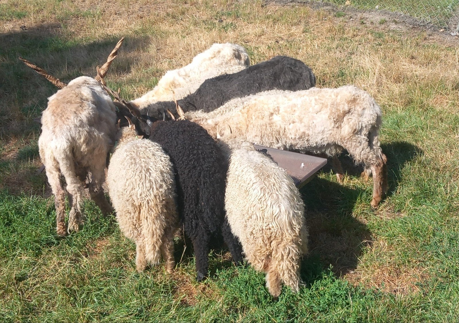 Mooi koppeltje lammeren van het befaamde Racka-ras, Meerdere dieren, Schaap, 0 tot 2 jaar