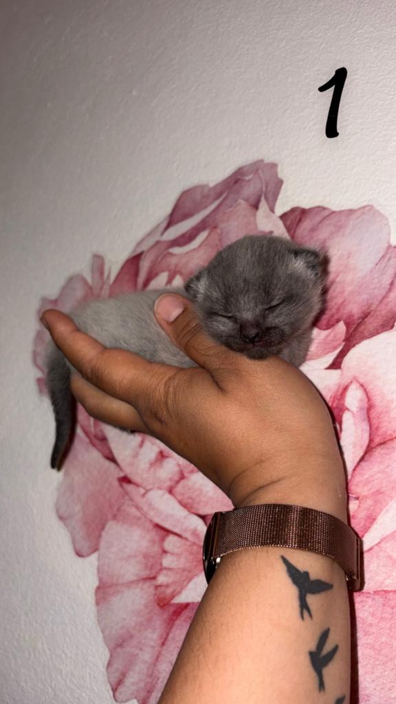 4 kittens, Dieren en Toebehoren, Katten en Kittens | Overige Katten, Meerdere dieren