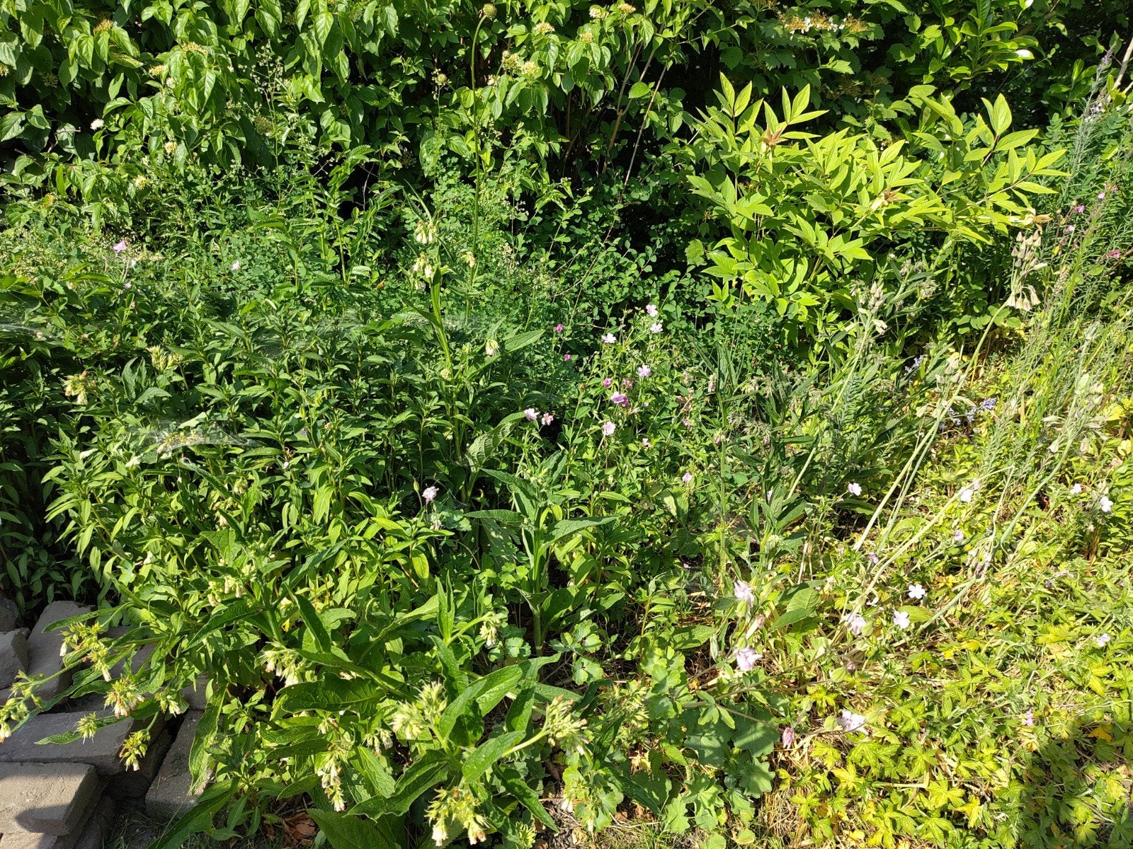 Gezocht, tuinman met interesse in planten, Ophalen, Overige soorten, Volle zon
