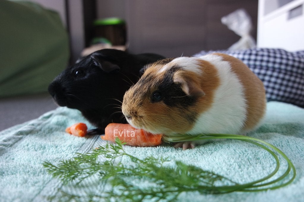 Vakantie oppas voor cavia's, Dieren en Toebehoren, Ophalen