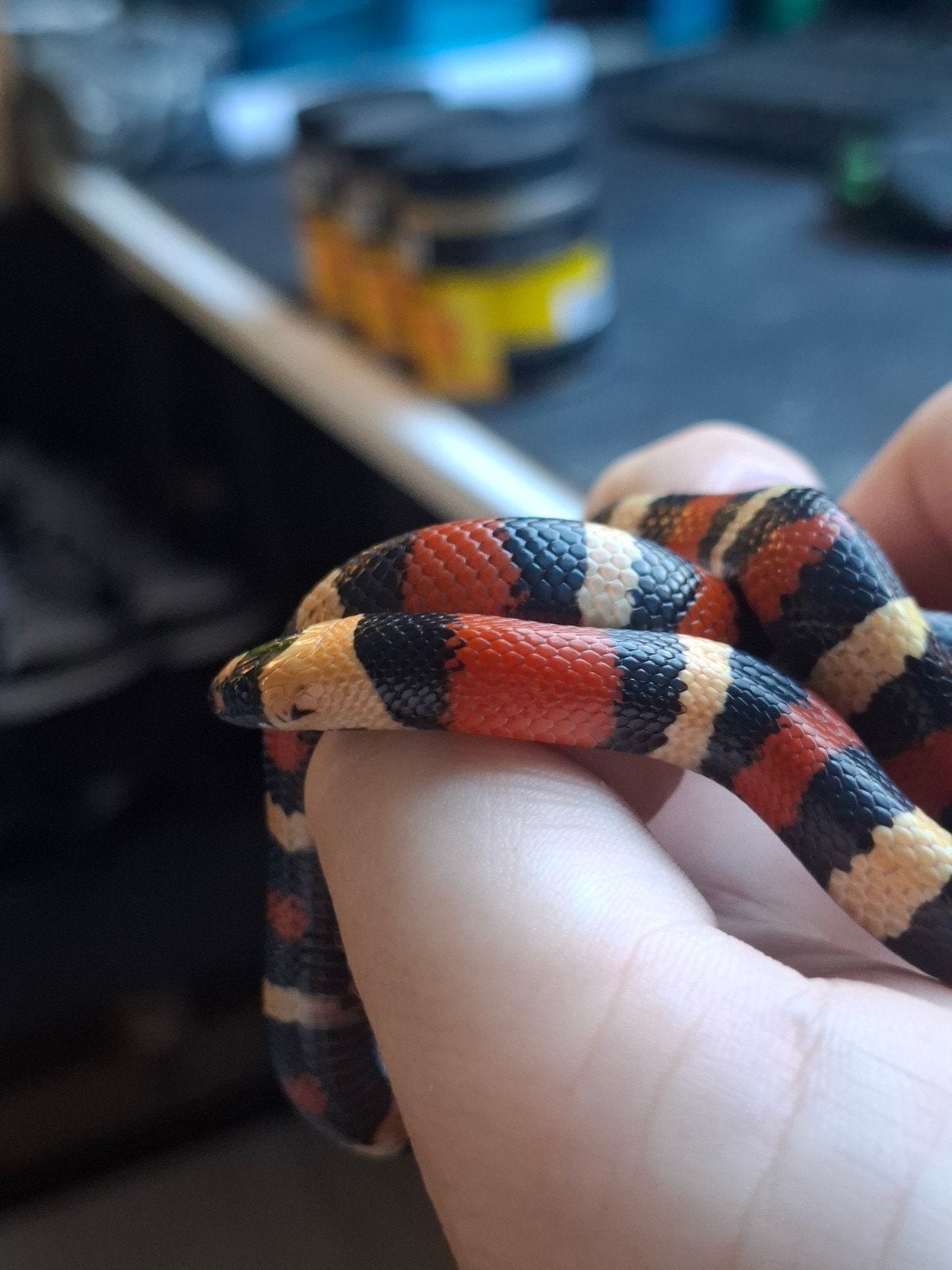 melkslang l. campbelli Milk Snake photo 5