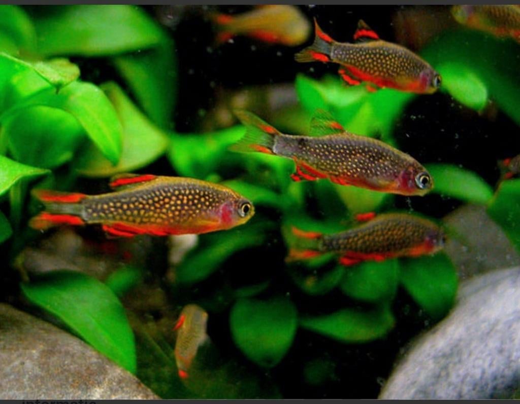 Rasbora galaxy nakweek, Dieren en Toebehoren