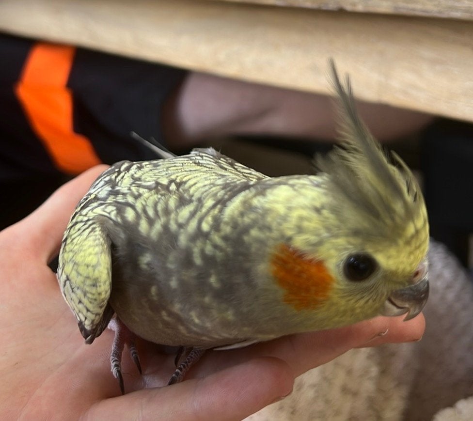 Tam valkje, Dieren en Toebehoren, Vogels | Parkieten en Papegaaien, Mannelijk, Parkiet, Tam