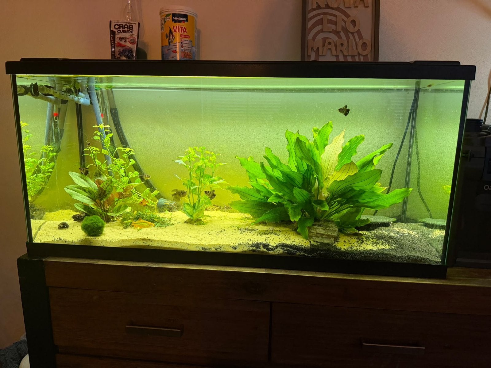 Aquarium 180L + toebehoren, Ophalen