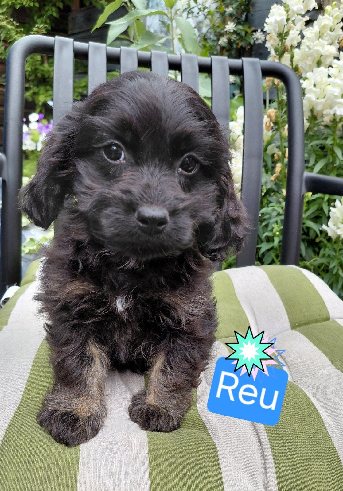Prachtig Nestje Cocker spaniël x Boomer pups, Dieren en Toebehoren, Parvo, 8 tot 15 weken, Meerdere, Meerdere dieren