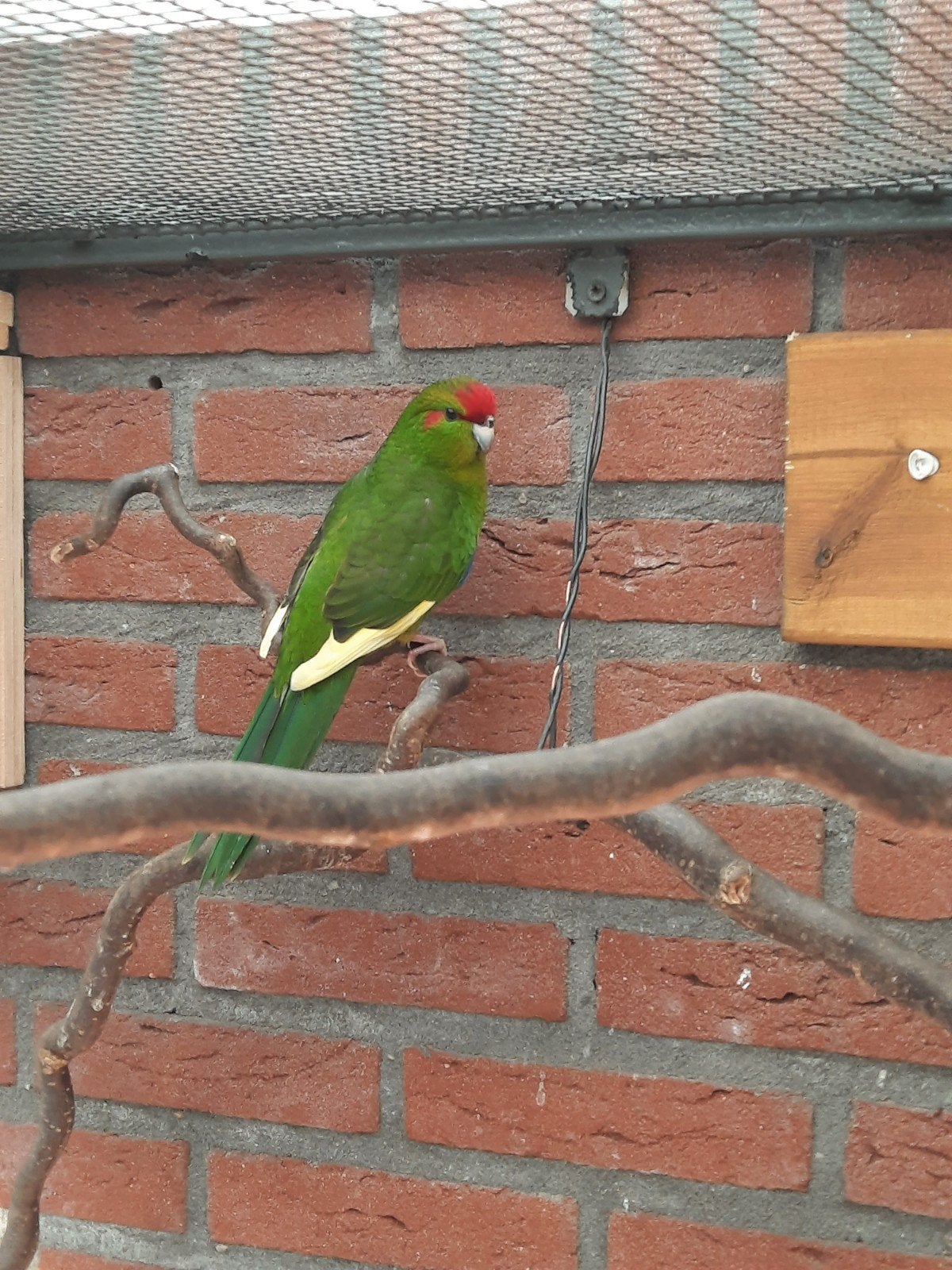 Kakariki pop, Dieren en Toebehoren, Vrouwelijk, Parkiet, Geringd