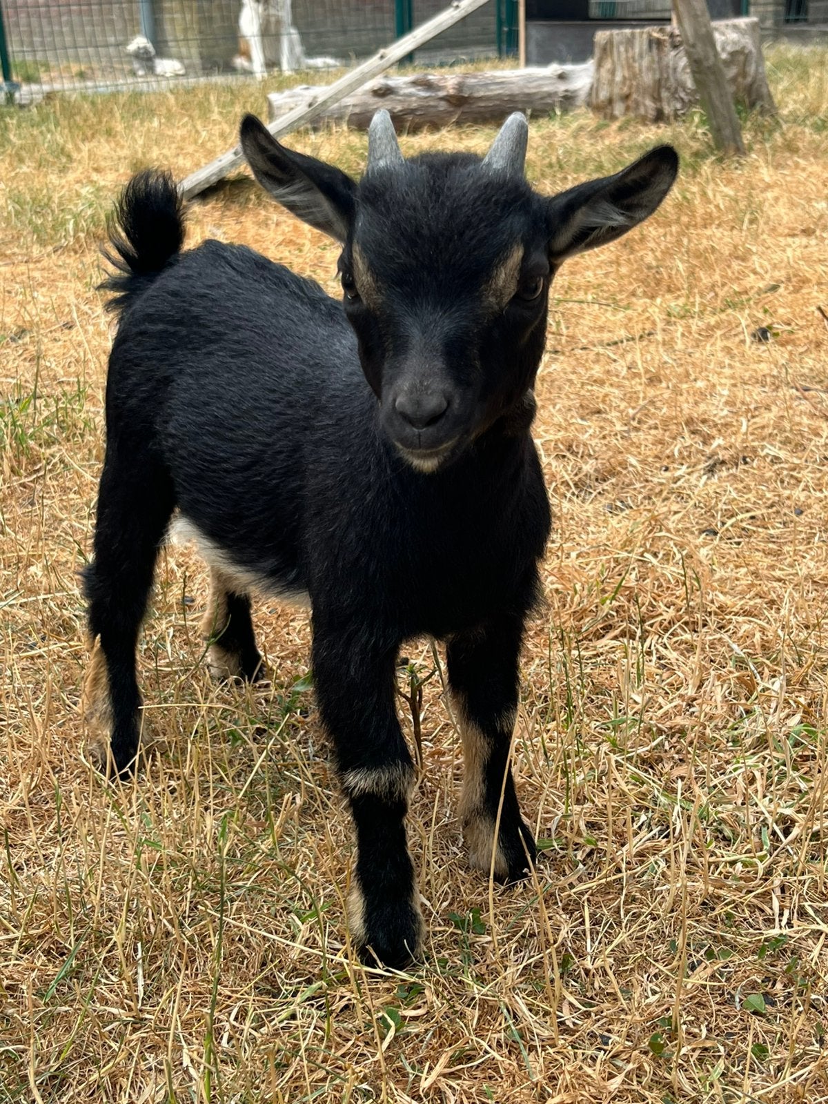 Black en tan mini dwerggeit bok, Dieren en Toebehoren, Mannelijk, Geit, 0 tot 2 jaar