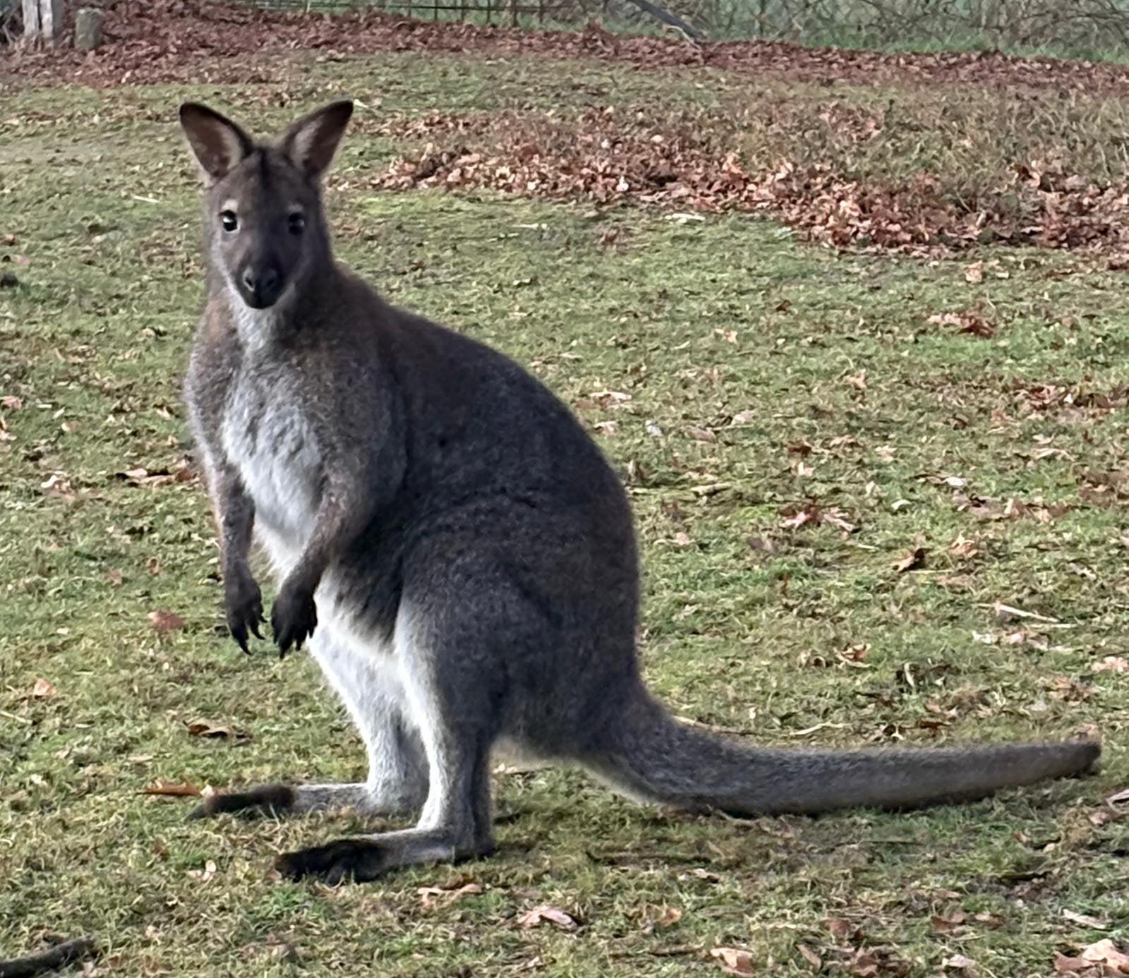 Gevraagd bruine wallaby mannen, Dieren en Toebehoren, Overige Dieren, Juli, Mannelijk