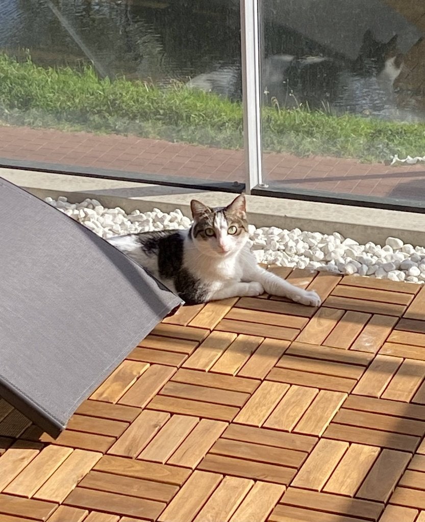 Nala, europees korthaar, Poes, Gechipt, 3 tot 5 jaar