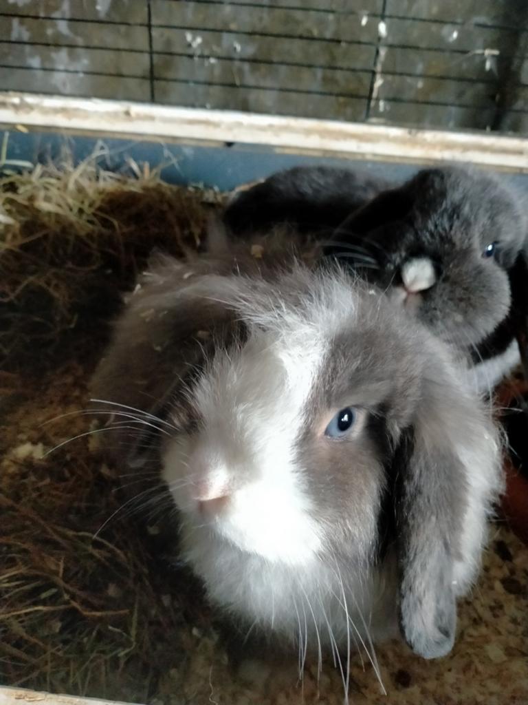 Schattig ,super lieve voedster, Dieren en Toebehoren, Konijnen, Vrouwelijk, Hangoor