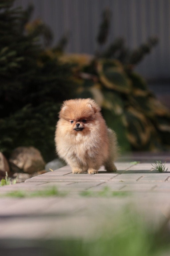 Pomeriaan pup teefje Orange Sable – klein Bear type, Dieren en Toebehoren, Keeshond, 8 tot 15 weken, Buitenland, Teef