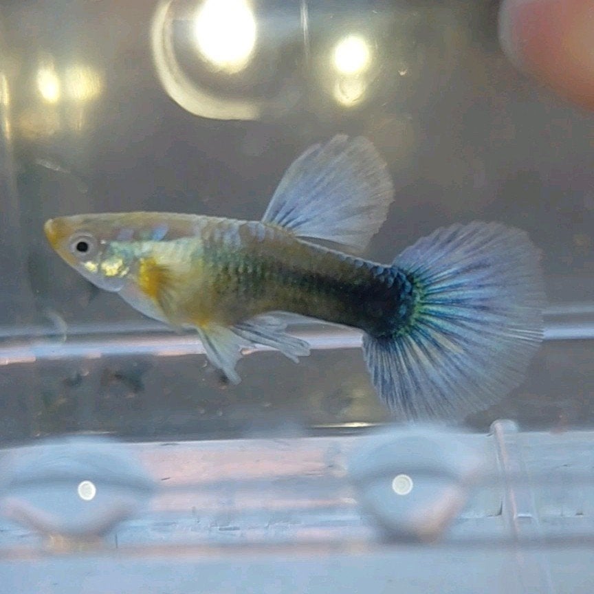 Albino blue singa / purple grass cross!, Ophalen of Verzenden
