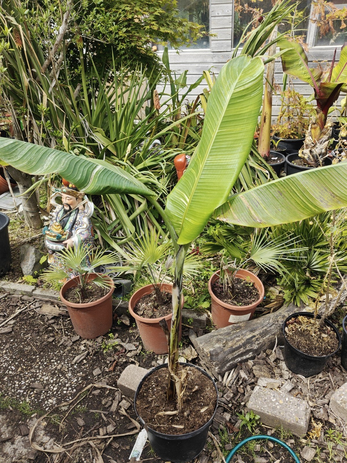 Musa tanee variegata, Ophalen of Verzenden, Zomer, Overige soorten, Volle zon