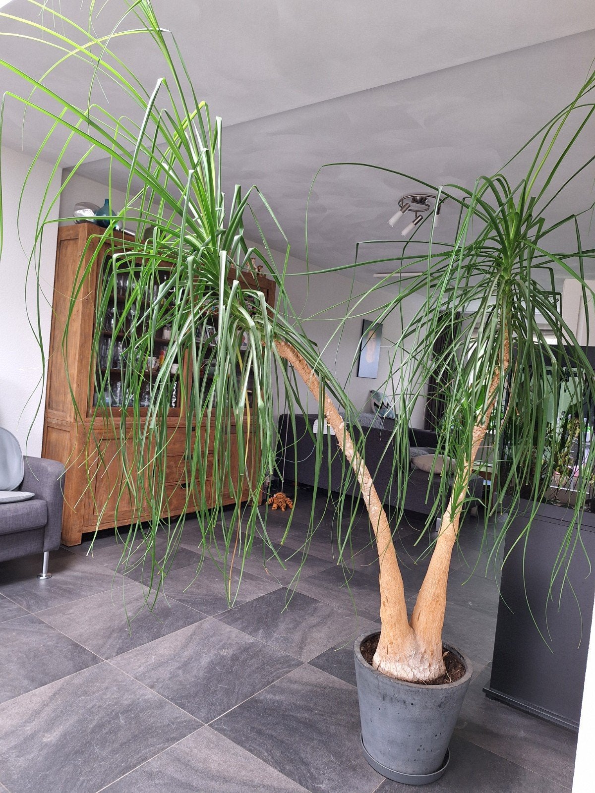 Grote olifantspoot (Beaucarnea recurvata) - kamerplant, Overige soorten, In pot, Verzenden, 200 cm of meer