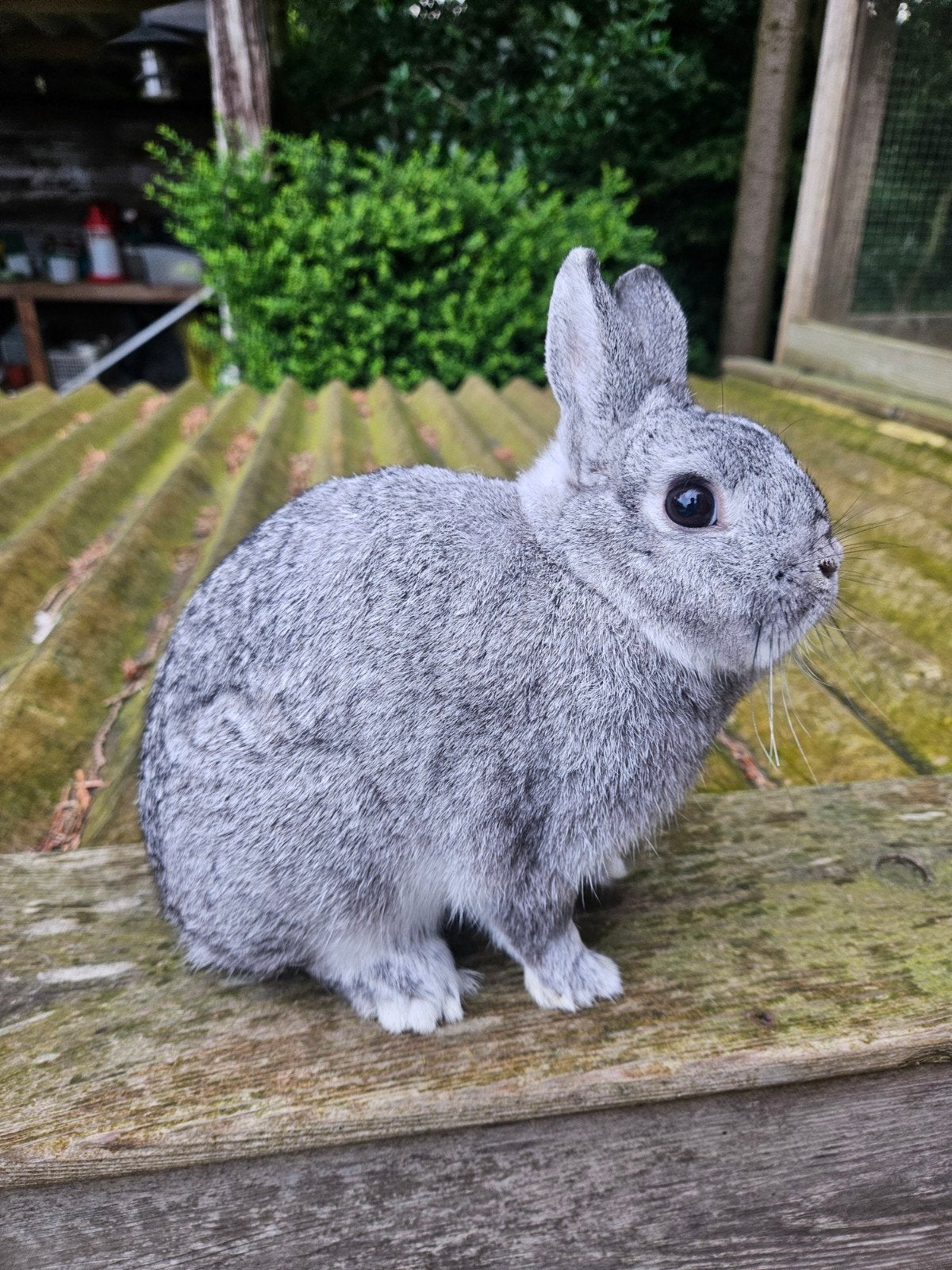 Kleurdwerg voedster chinchilla, Dieren en Toebehoren, Konijnen, Vrouwelijk, Dwerg