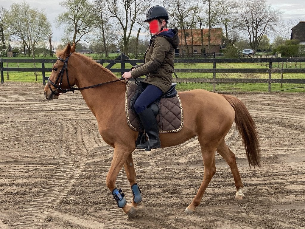 D-pony, Dieren en Toebehoren, Merrie, Springpony, Gechipt, L