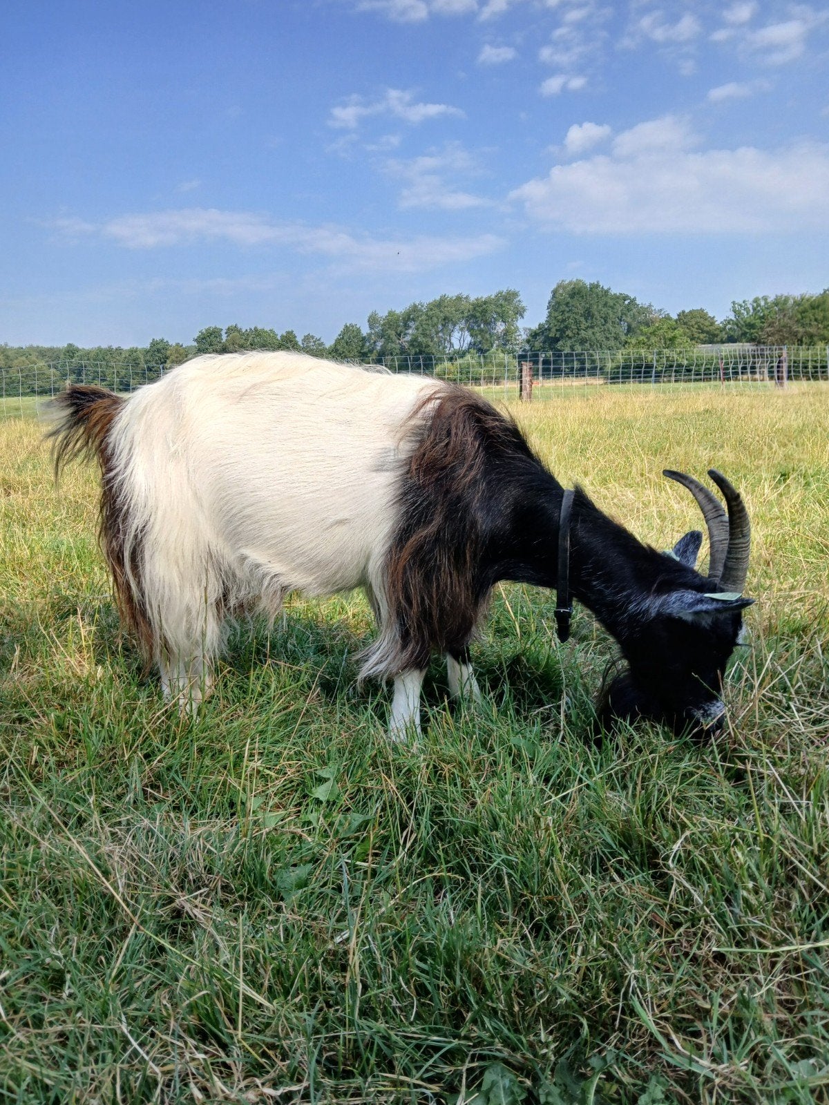 mooie jonge landgeit, Dieren en Toebehoren, Schapen, Geiten en Varkens, Vrouwelijk, Geit, 3 tot 5 jaar
