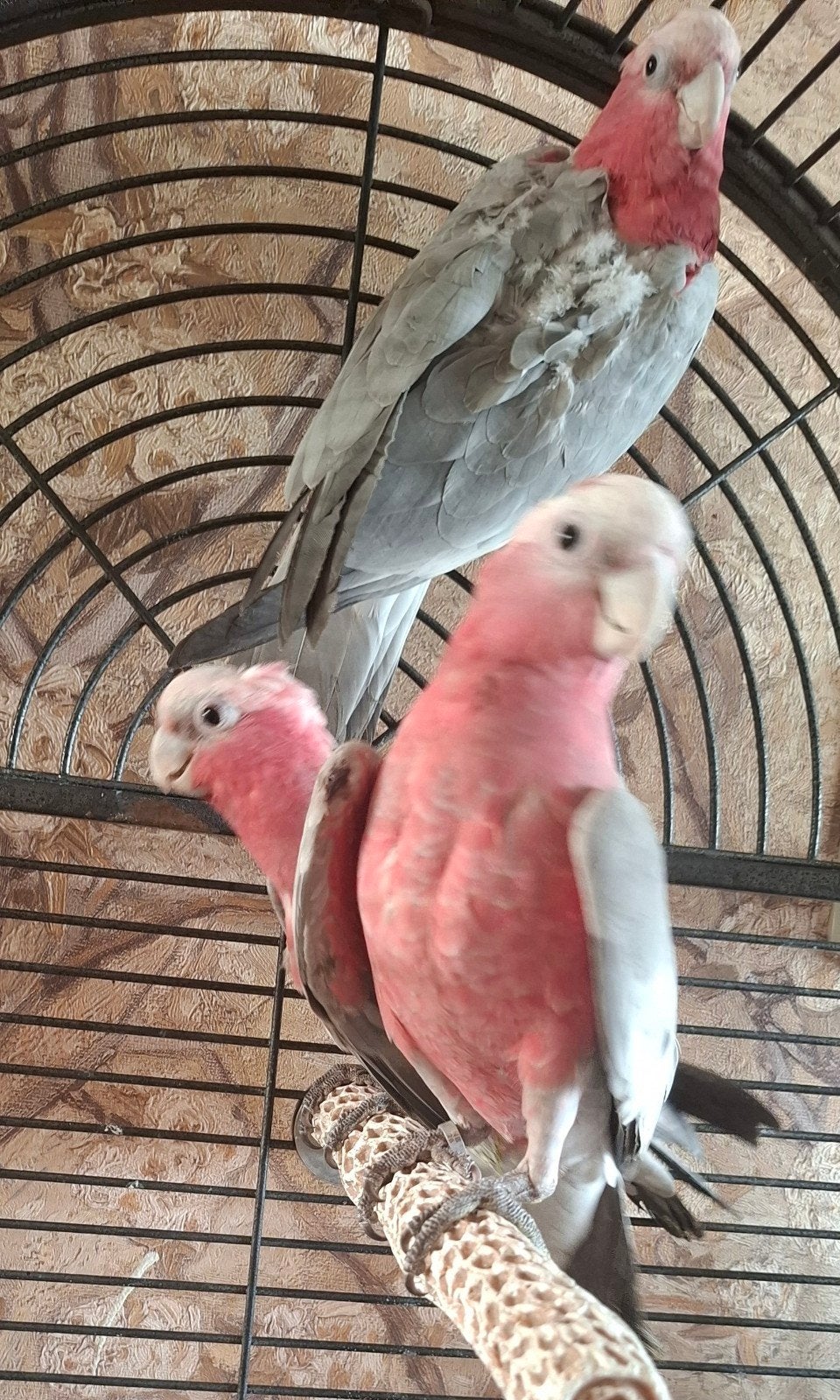 3 jonge rose kaketoes, Dieren en Toebehoren, Meerdere dieren, Papegaai, Geringd