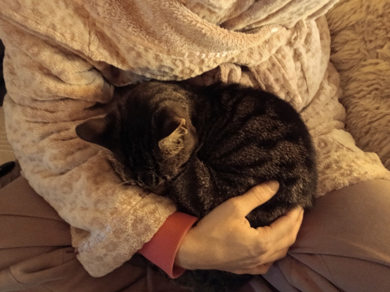 lieve huiskat zoekt een warm mandje, Dieren en Toebehoren, Kater, Kortharig, 0 tot 2 jaar