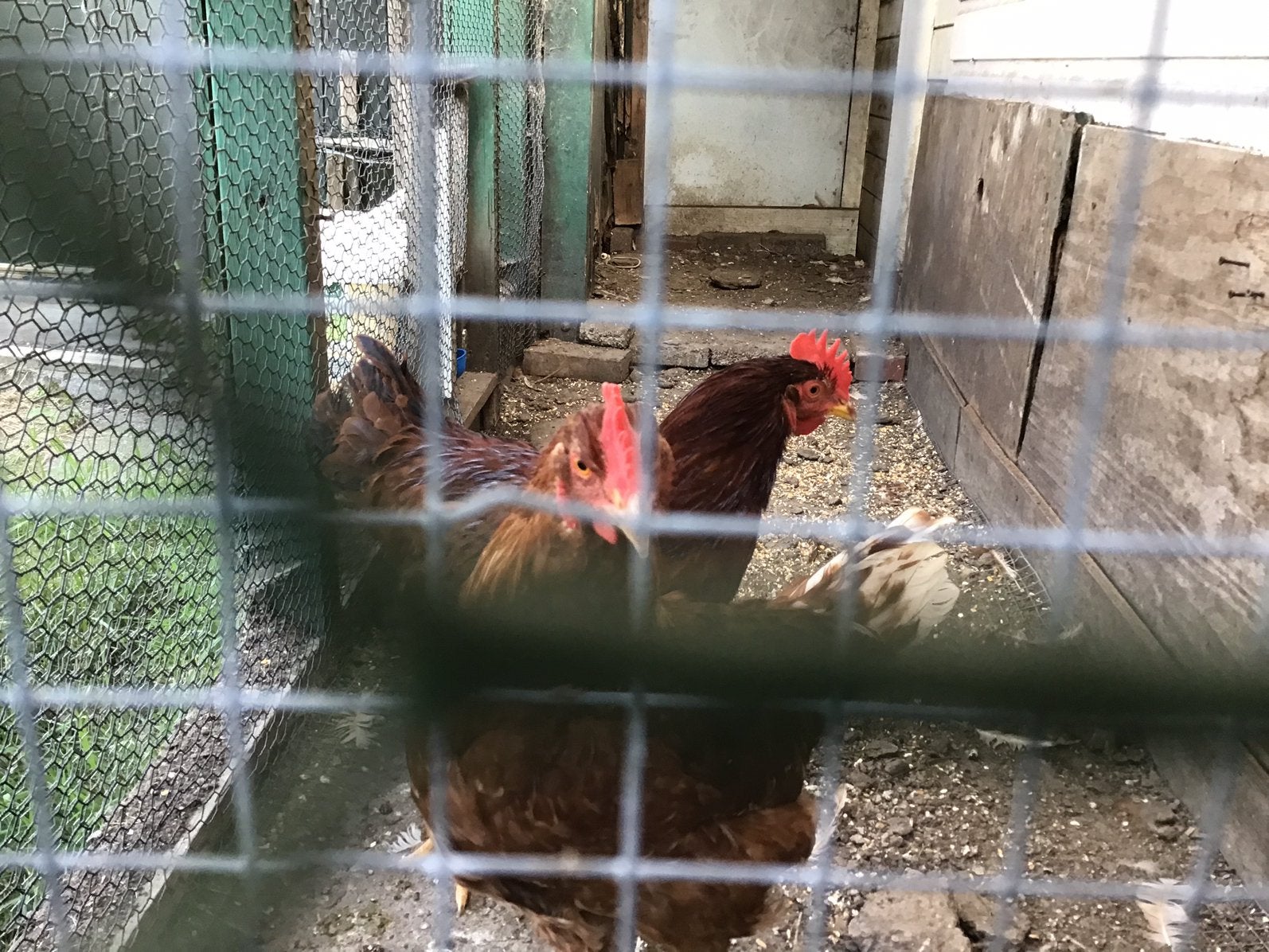 Isa brown 21 weken oud haan, Dieren en Toebehoren, Pluimvee