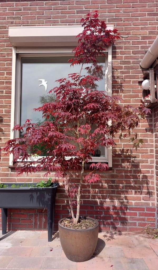 Prachtige Japanse Esdoorn 'Fireglow', in pot, 2 meter!, Ophalen, In pot, Overige soorten, 100 tot 250 cm