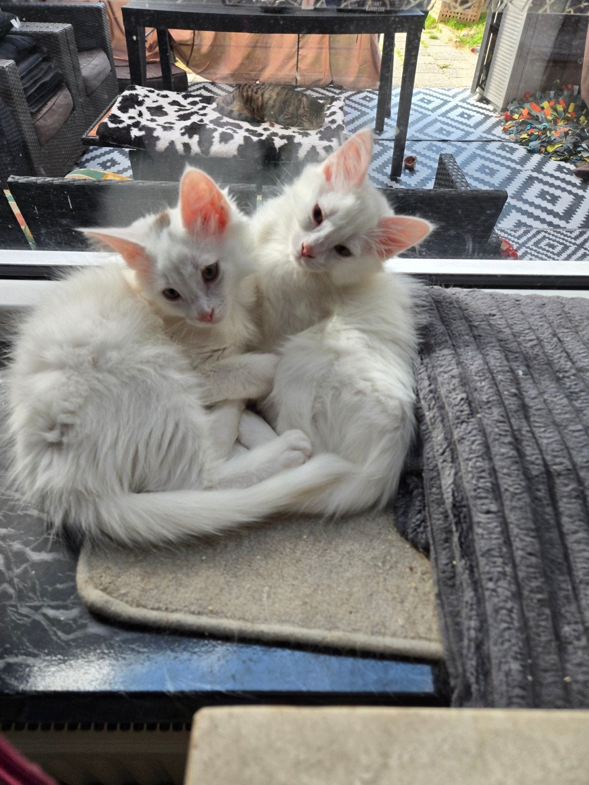 2 Main coon katertjes, Dieren en Toebehoren, Katten en Kittens | Raskatten | Langhaar, Kater, Ontwormd, 0 tot 2 jaar