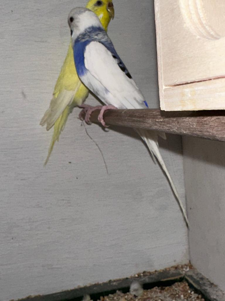 : Mooi en gezond koppel grasparkieten te koop, Dieren en Toebehoren, Vogels | Parkieten en Papegaaien, Meerdere dieren, Parkiet