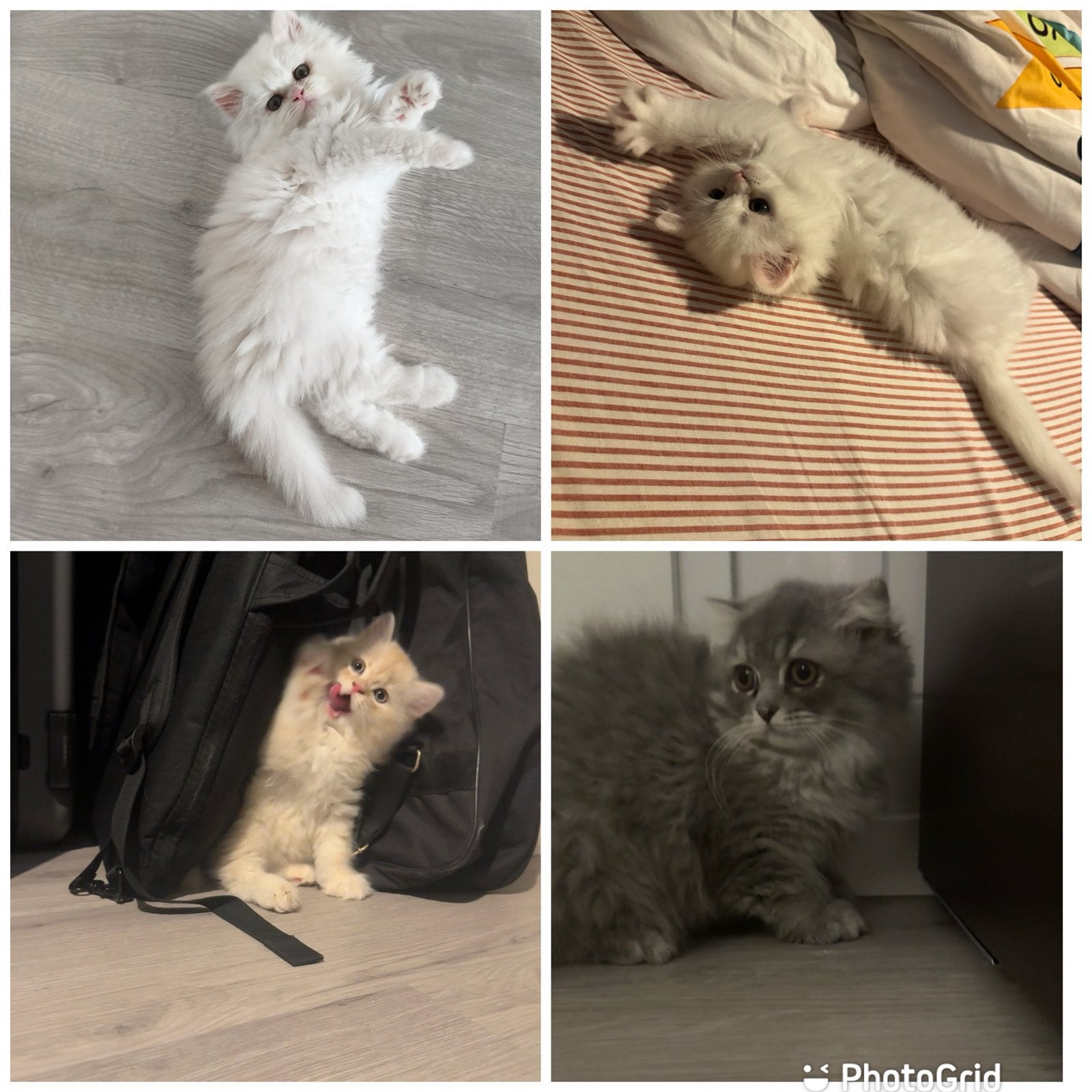 Perzische langhaar kittens in diverse effen kleuren, Kater, 0 tot 2 jaar