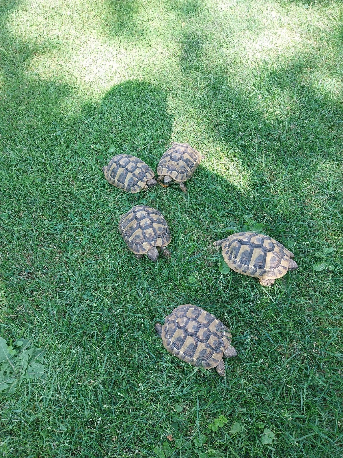 Griekse land schildpadjes, Dieren en Toebehoren, Schildpad, 3 tot 6 jaar