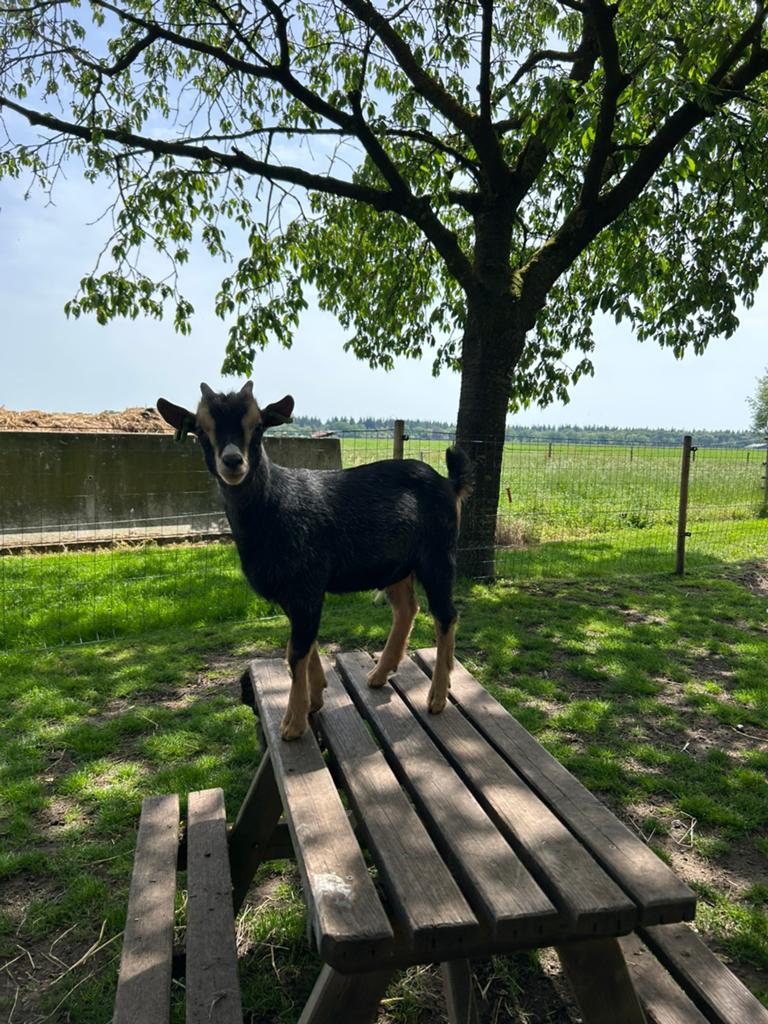 Blauwschimmel dwerggeit bokje, Dieren en Toebehoren, Schapen, Geiten en Varkens, Geit, Mannelijk, 0 tot 2 jaar