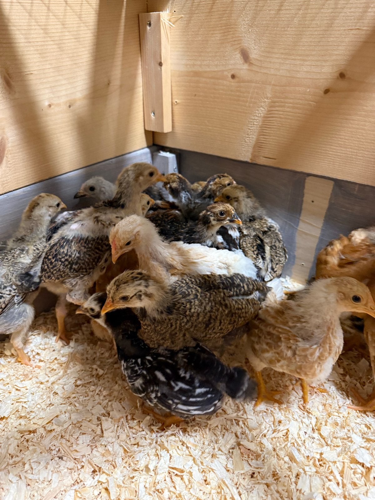 Wyandotte kriel kuikens diverse kleurslagen hennetjes, Dieren en Toebehoren, Vrouwelijk, Kip