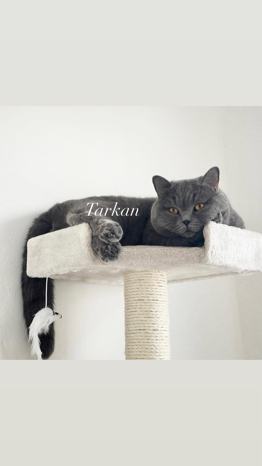 Lief thuis gezocht voor katten poezen ZSM!! Gratis, Dieren en Toebehoren, Katten en Kittens | Raskatten | Korthaar, Poes