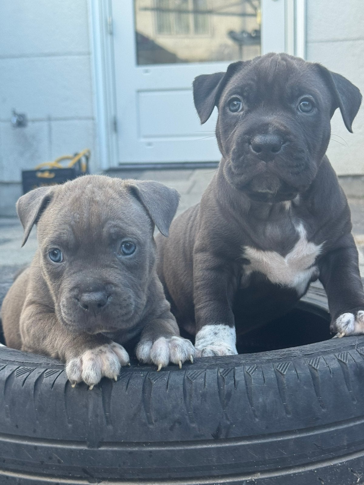 American bully XL pups, 8 tot 15 weken, HCC (leverziekte), Bulldog, Meerdere