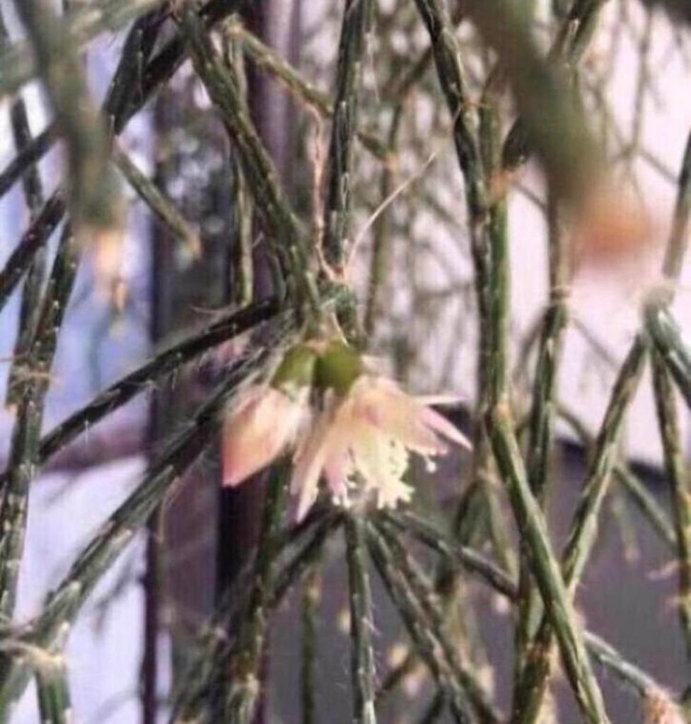 Selenicereus inermis 79 jaar oud ijzondere bloeiende cactus, 100 tot 150 cm, Overige soorten, In pot, Bloeiende kamerplant
