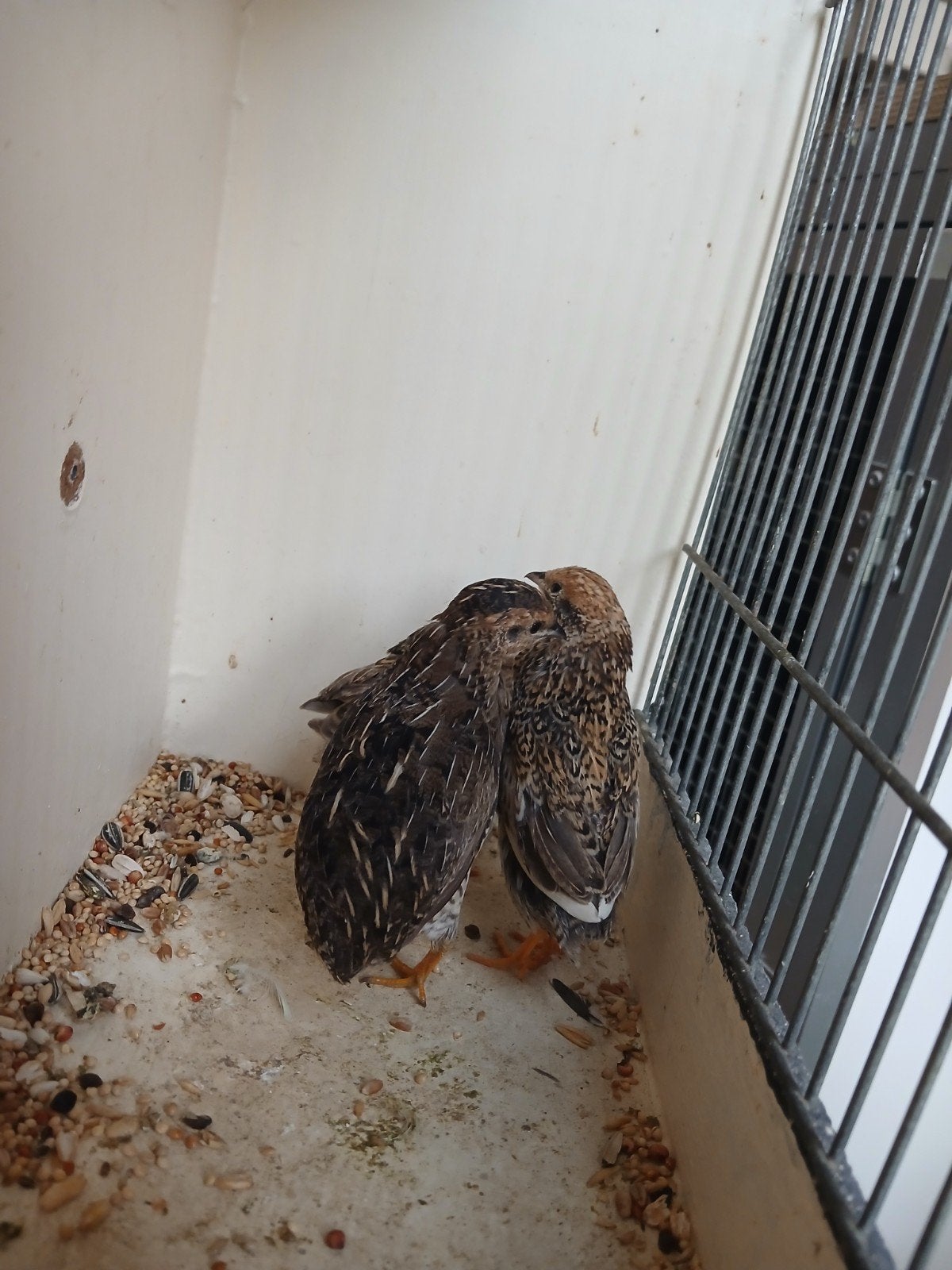 Chinese dwergkwartels, Dieren en Toebehoren, Vogels | Overige Vogels, Meerdere dieren